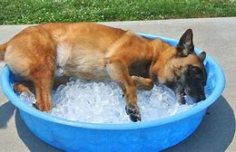Image result for Dog Cooling Off