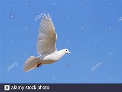 Image result for Alamy Stock Art