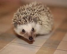 Image result for Four-Toed Hedgehog
