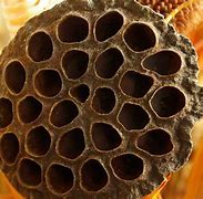Image result for Pics of Trypophobia