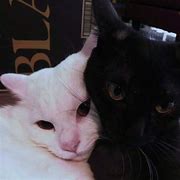 Image result for Lmao. 2 Cat