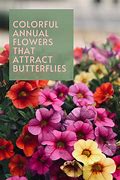 Image result for Annuals That Attract Butterflies