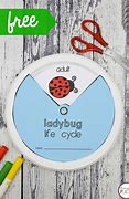 Image result for Ladybug Life Cycle Craft