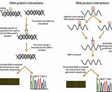 Image result for DNA RNA in MS