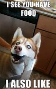 Image result for Funny Hungry Dog Meme