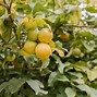 Image result for Lemon Shrub Plant
