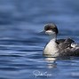 Image result for Podiceps taczanowskii