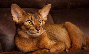 Image result for Abyssinian 