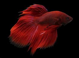 Image result for betta fish