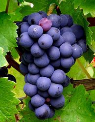 Image result for Thiery Cabernet Franc The Vines