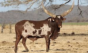 Image result for Ankole Breed
