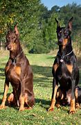 Image result for Friendly Guard Dogs