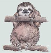 Image result for Sloth Drawing