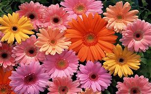 Image result for One Color Floral Wallpaper
