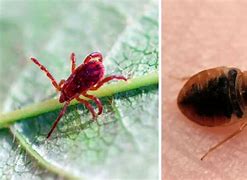 Image result for Chiggers vs Bed Bugs