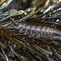 Image result for Isopod Fish Tongue Parasite