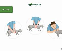 Image result for What Is Cat CPR