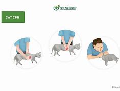Image result for Cat CPR Hand Position