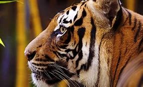 Image result for Tiger Largest Cat