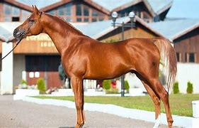 Image result for Famous Arabian Horses
