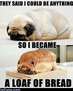 Image result for Pug Meme Face