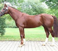 Image result for Thoroughbred Race Horse Different Colour