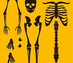Image result for Human Skeleton Print Cut Outs