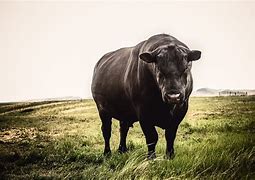 Image result for Angus Bull Face