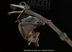 Image result for Borneo Bats