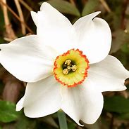 Image result for Narcissus poeticus var. recurvus