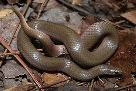 Image result for Smooth Snake