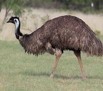 Image result for emu_australia