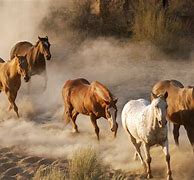 Image result for Wild Horses Running Free Wallpaper