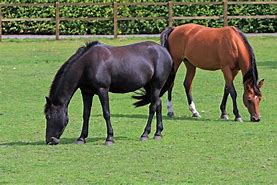 Image result for Horse No Background Grazing