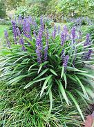 Image result for Liriope muscari