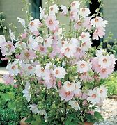 Image result for Lavatera Barnsley Baby (r)