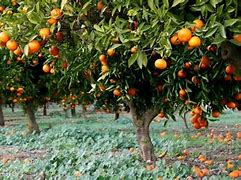 Image result for Valencia Spain Oranges