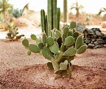 Image result for Cactus Plants in Desert Senegal