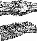 Image result for Caiman Mouth