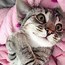 Image result for smile cats breeds