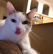 Image result for Silly White Cat