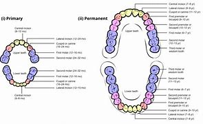 Image result for Dental Anatomy and Morphology