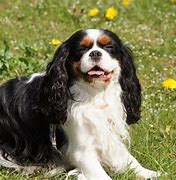 Image result for French Cavalier