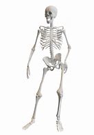 Image result for Human Skeleton Model Toy