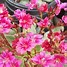 Image result for lewisia
