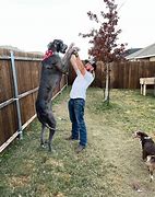 Image result for World's Biggest Dog Zeus