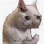 Image result for Sad Cat Meme Greenscreen