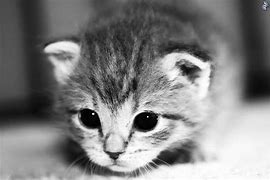 Image result for Chaton
