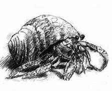 Image result for Hermit Crab Drawing