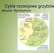 Image result for cykl_glioksalowy